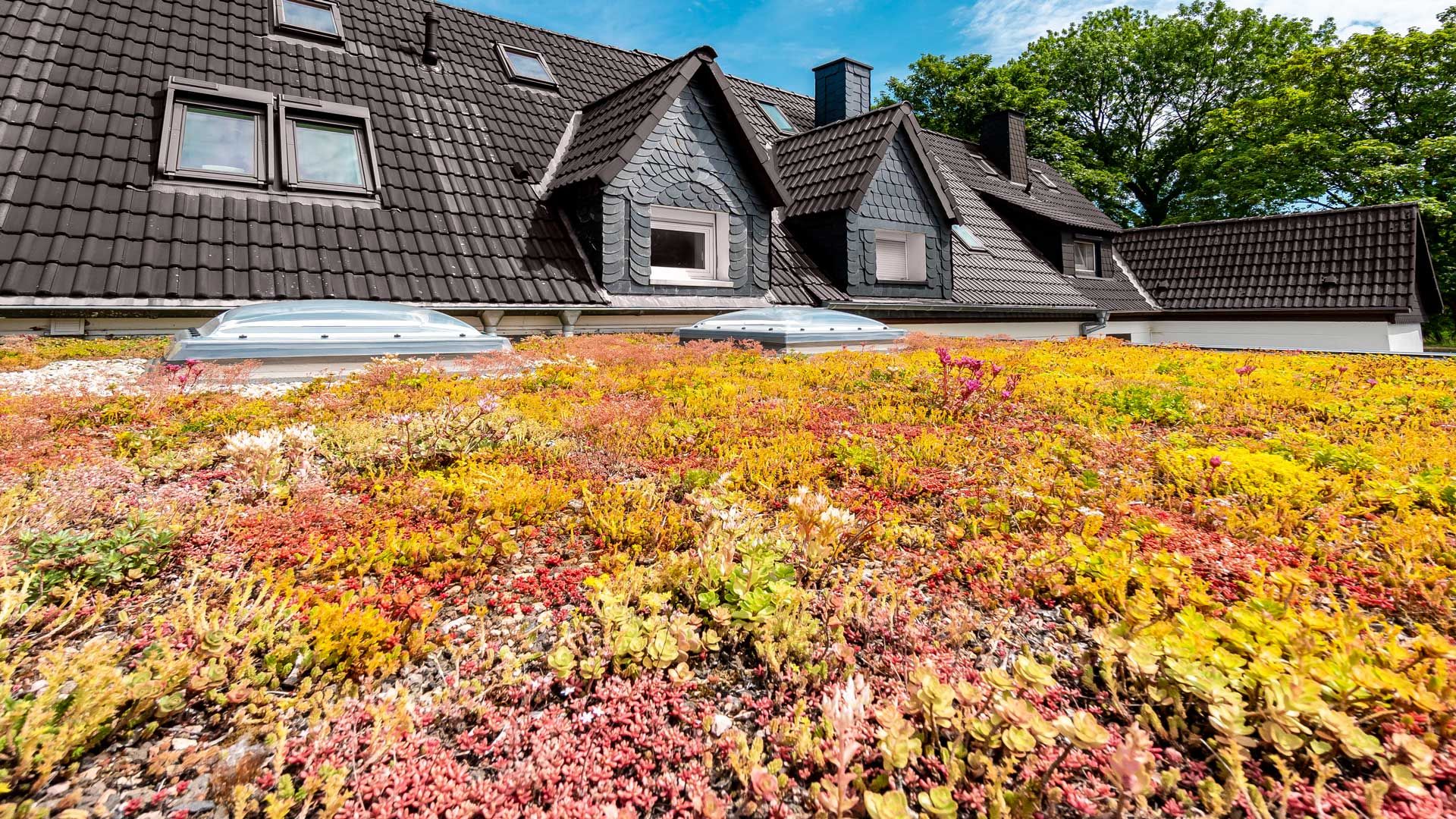 Foto: Dach Kuehn Beispiele: LUENEN Gründach Gründach auf Wintergarten für Privathaus